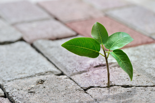 Plant growing in sidewalk crack