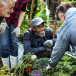 Older men planting vegetables at greenhouse